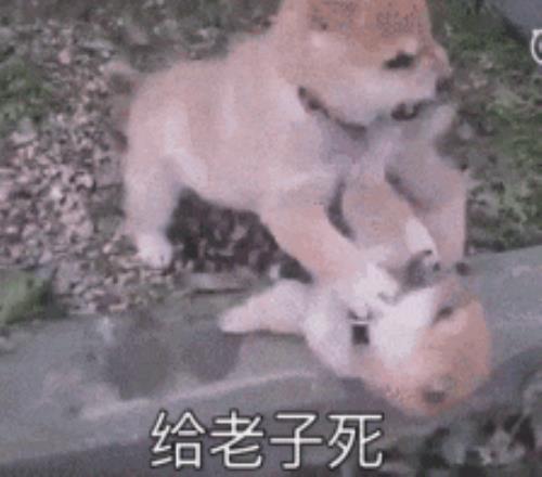 沙特,青春风暴,粤媒力荐新,大赢家足球比分,大赢家体育即时比分,大赢家体育比分网,比分直播